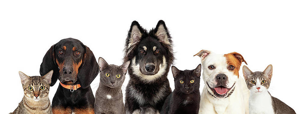 Cats and Dogs Together White Web Banner by Good Focused Cats and Dogs Together White Web Banner by Good Focused