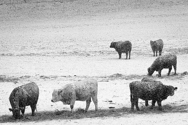 Cattle in Snow by Stewart Fortune