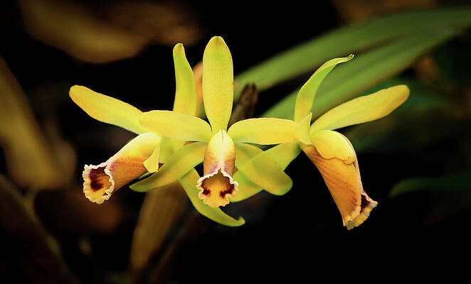 Cattleya luteola by Traci Asaurus Cattleya luteola by Traci Asaurus