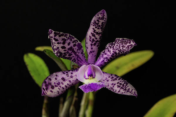 Cattleya Summer Spots 'Carmela' by Traci Asaurus Cattleya Summer Spots 'Carmela' by Traci Asaurus