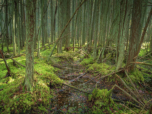 Cedar Swamp at Franklin Parker Preserve by Kristia Adams Cedar Swamp at Franklin Parker Preserve by Kristia Adams