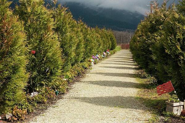 Cedar Trees and Memories by Tom Cochran Cedar Trees and Memories by Tom Cochran