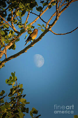 Cedar Waxwing and the moon by Thomas Nay Cedar Waxwing and the moon by Thomas Nay