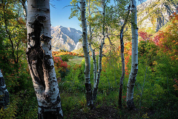 Changing Leaves in the Wasatch of Utah by James Udall Changing Leaves in the Wasatch of Utah by James Udall