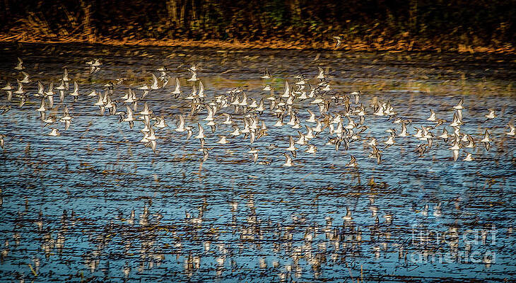 Chaos on Lake Okeechobee by Patti Powers Chaos on Lake Okeechobee by Patti Powers