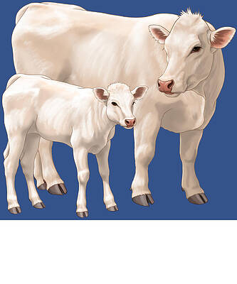 Charolais Cow and Cute Calf Kids T music hipster by Jake Danielle