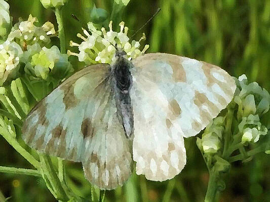 Checkered White Butterfly Art by Shelli Fitzpatrick Checkered White Butterfly Art by Shelli Fitzpatrick
