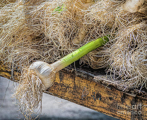Chefs Green Garlic by Robin Zygelman Chefs Green Garlic by Robin Zygelman