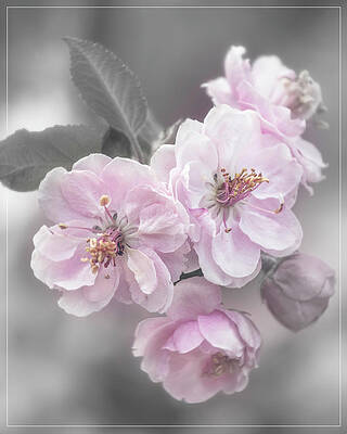 Wall Art - Photograph - Cherry Blossom Cluster - Selective Color  by Teresa Wilson