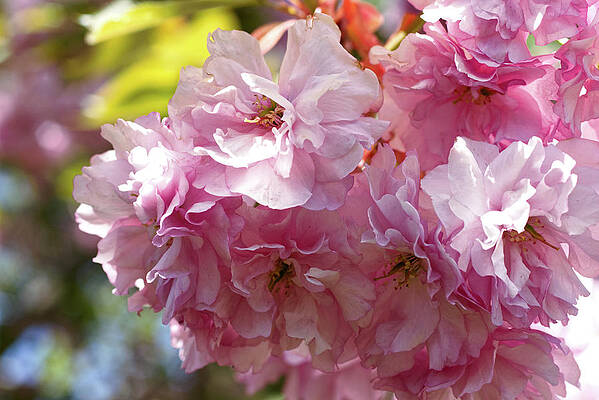 Wall Art - Photograph - Cherry Blossoms 1 by Mike Smale