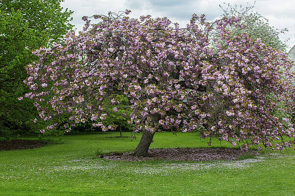 Cherry Blossoms at Kew Gardens, England by Dee Carpenter Cherry Blossoms at Kew Gardens, England by Dee Carpenter
