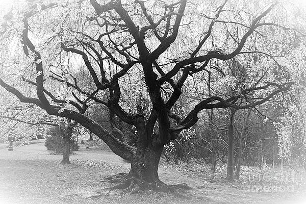 Cherry Blossoms Tree Drammatico by Stefania Caracciolo Cherry Blossoms Tree Drammatico by Stefania Caracciolo