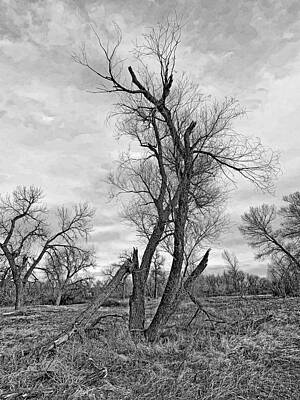 Cherry Creek Trail Early Spring 2021 Study 1 BW by Robert Meyers-Lussier Cherry Creek Trail Early Spring 2021 Study 1 BW by Robert Meyers-Lussier