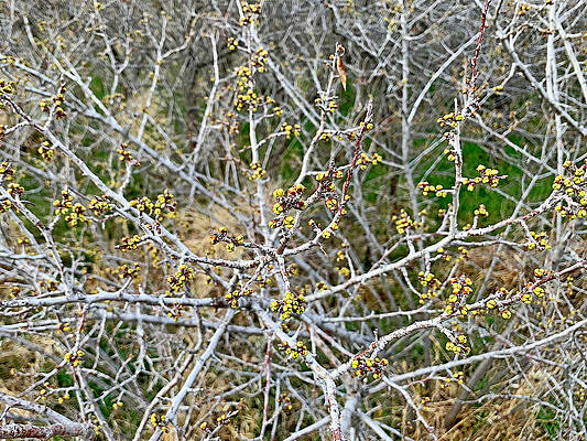 Cherry Creek Trail Early Spring 2021 Study 5 by Robert Meyers-Lussier Cherry Creek Trail Early Spring 2021 Study 5 by Robert Meyers-Lussier