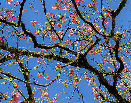  Photograph - Cherry Tree by Howard Robinson