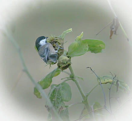 Chickadee 3 by Lisa Abbott Chickadee 3 by Lisa Abbott