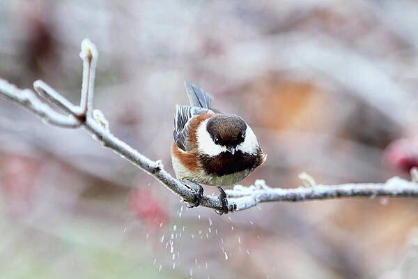 Chickadee - The Landing by Peggy Collins Chickadee - The Landing by Peggy Collins