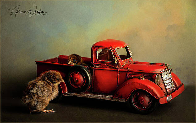 Chicks Series - Brown Chicks With Pickup Truck I by Norma Warden Chicks Series - Brown Chicks With Pickup Truck I by Norma Warden