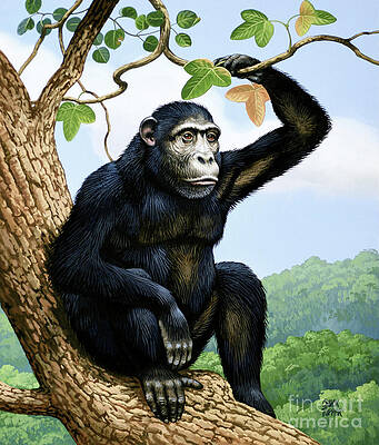 Wall Art - Painting - Chimpanzee Sitting On Tree Branch by Chuck Ripper