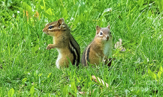 Chip and Dale by Ed McDermott Chip and Dale by Ed McDermott