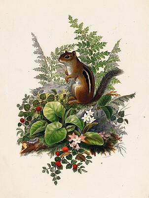 Wall Art - Drawing - Chipmunk  art by Olive E Whitney American ca