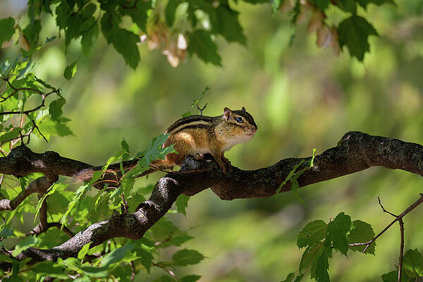 Chipmunk with stuffed cheeks by Lauri Novak Chipmunk with stuffed cheeks by Lauri Novak