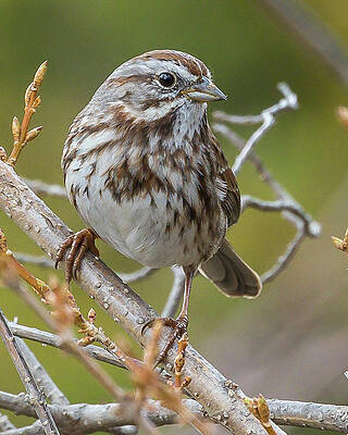 Chipping Sparrow by Mark Mille Chipping Sparrow by Mark Mille