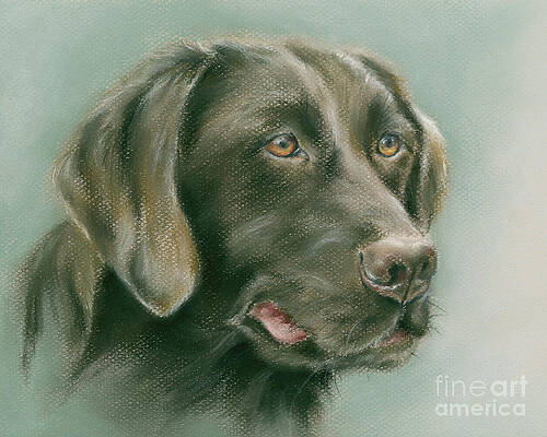 Chocolate Labrador Retriever Dog by MM Anderson Chocolate Labrador Retriever Dog by MM Anderson