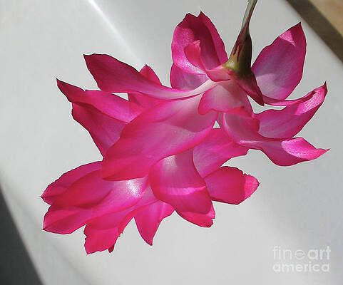 Christmas Cactus 4 by Randall Weidner Christmas Cactus 4 by Randall Weidner