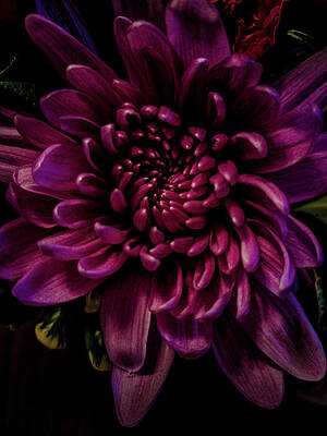 Chrysanthemum I by Tometta Pouncie Chrysanthemum I by Tometta Pouncie