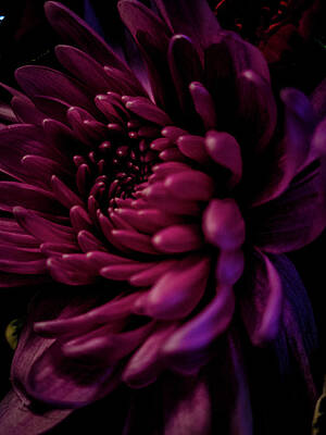 Chrysanthemum III by Tometta Pouncie Chrysanthemum III by Tometta Pouncie