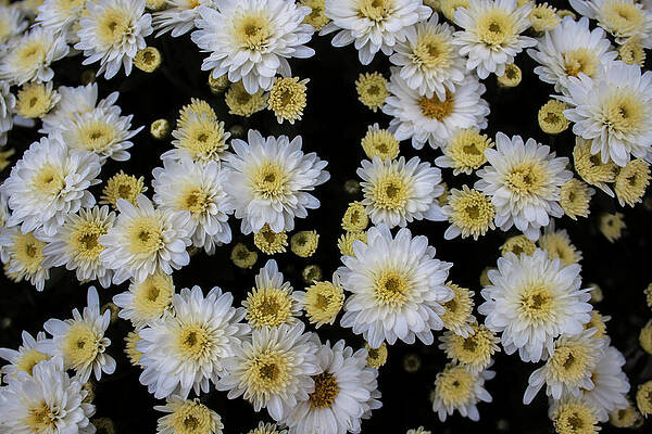 Chrysanthemums Blooming by Stephanie Dailey