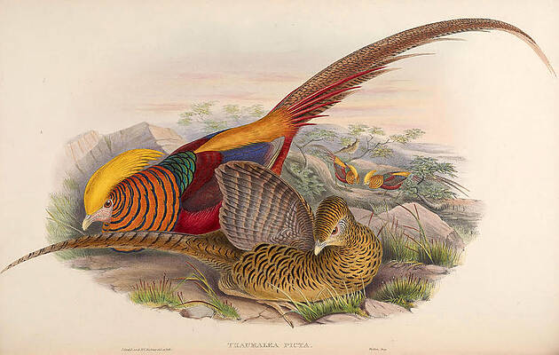 Chrysolophus Pictus Print by Henry Constantine Richter