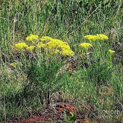 Chrysothamnus viscidiflorus by Jon Burch Photography Chrysothamnus viscidiflorus by Jon Burch Photography