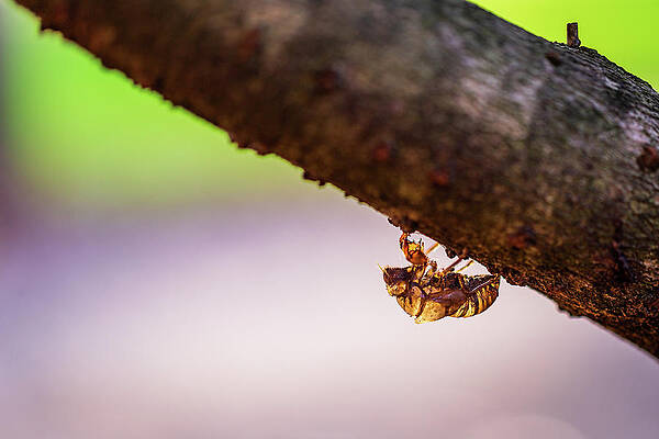 Wall Art - Photograph - Cicada Shell by Charles Hite