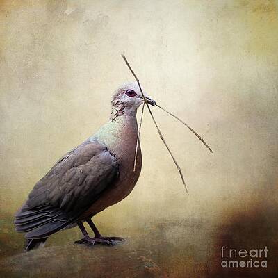 Cinnamon Dove by Eva Lechner Cinnamon Dove by Eva Lechner