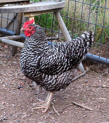 Classic Barred Rock Hen by Katie Keenan Classic Barred Rock Hen by Katie Keenan
