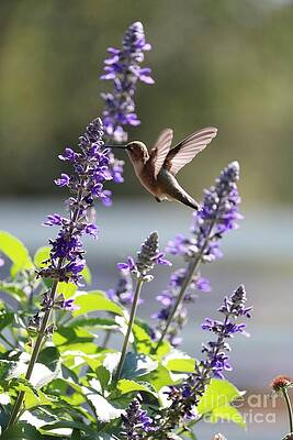 Classic Hummingbird Pose by Carol Groenen Classic Hummingbird Pose by Carol Groenen