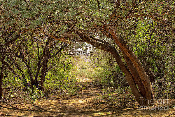 Clearing in the woods by Patricia Hofmeester Clearing in the woods by Patricia Hofmeester