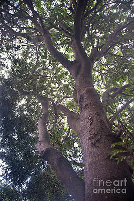 Climb That Tree by Vicki Ferrari Climb That Tree by Vicki Ferrari
