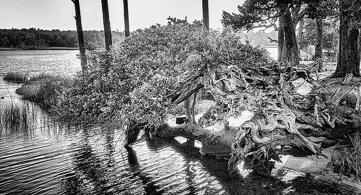 Wall Art - Photograph - Clinging to Life - Uprooted Tree at Boathouse Creek by Bob Decker