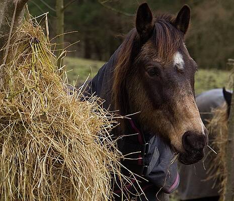 Close Up Horse by Watto Photos Close Up Horse by Watto Photos