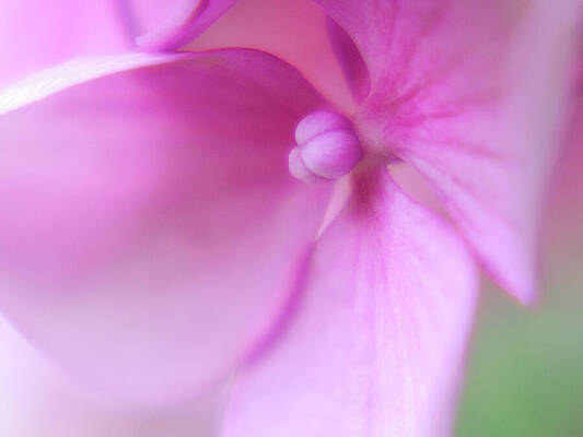 Close-Up of Pink Petals Photograph
