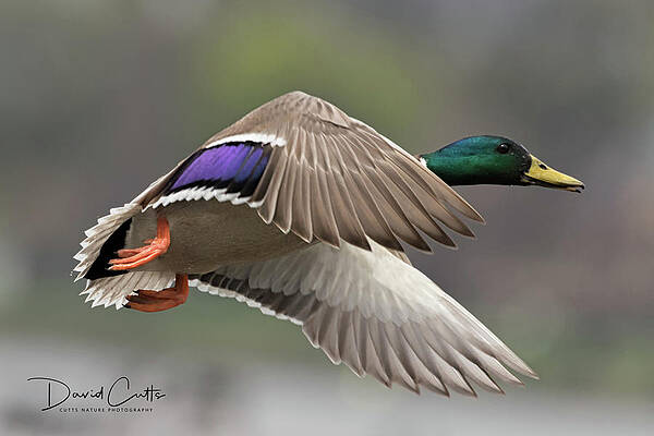 Close Up Mallard by David Cutts Close Up Mallard by David Cutts