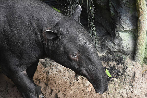 Close up photo of a wild tapir by DejaVu Designs Close up photo of a wild tapir by DejaVu Designs