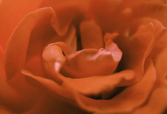 Close-up Rose Flower by Martin Vorel Minimalist Photography Close-up Rose Flower by Martin Vorel Minimalist Photography