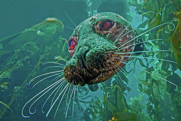 Closeup of a Seal. California by Beautiful Nature Prints Closeup of a Seal. California by Beautiful Nature Prints