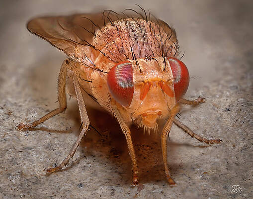 Closeup Of A Tiny Red Fly by Endre Balogh Closeup Of A Tiny Red Fly by Endre Balogh