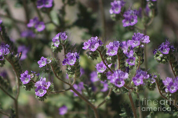 Closeup of Salt Heliotrope Wildflower 2 Coachella Valley Wildlife Preserve by Colleen Cornelius Closeup of Salt Heliotrope Wildflower 2 Coachella Valley Wildlife Preserve by Colleen Cornelius