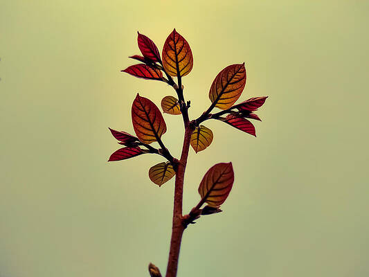 Closeup shot of a tree branch on a gloomy day by DEEP CHAND
